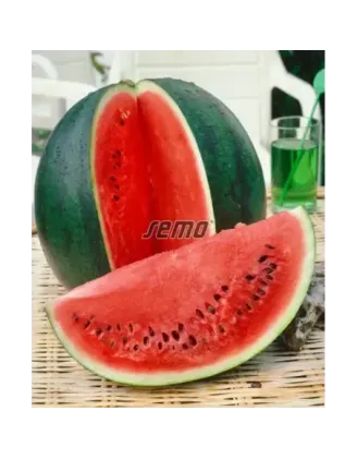 Melón Lajko F1