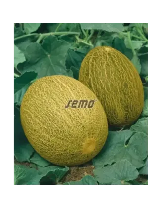Melón Ananas cukrový