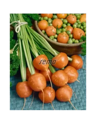 Mrkva veľmi skorá Parijse Ron