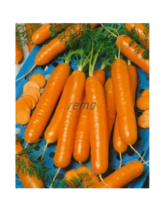 Mrkva skorá Nectar F1