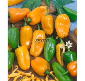 Paprika zeleninová Hamík mini