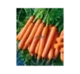 Mrkva skorá Jarana F1