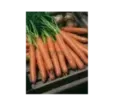 Mrkva poloskorá Jolana F1