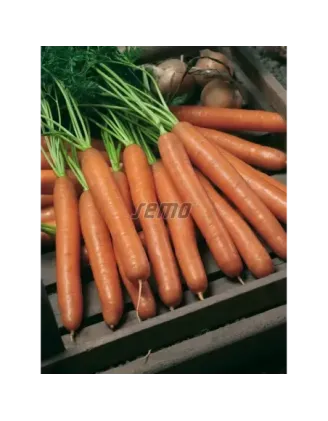 Mrkva poloskorá Jolana F1