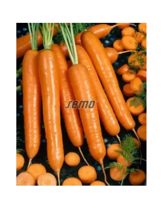 Mrkva poloskorá Anina