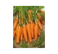 Mrkva poloneskorá Korada