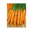 Mrkva Karotina 521
