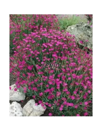 Klinček slzičkový Maiden Pink