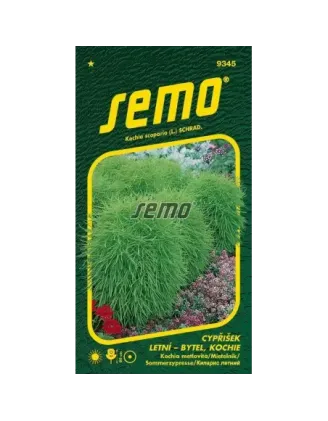 Cypruštek kochia metlovitá