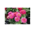 Cínia Zahara Cherry double