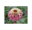 Cínia Quen Lime Red