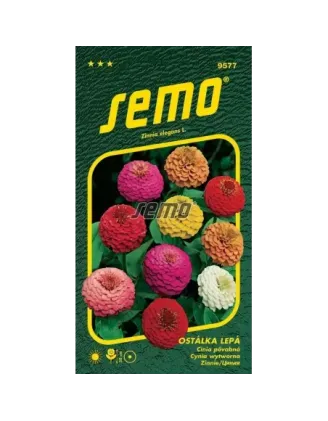 Cínia pôvabná Double Lilliput