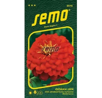 Cínia Cherry queen