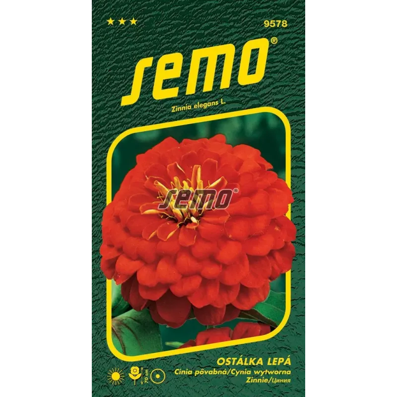 Cínia Cherry queen
