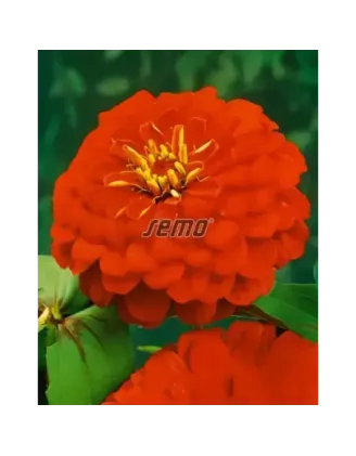 Cínia Cherry queen
