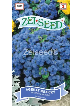 Agerát modrý G