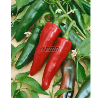 Paprika zeleninová Jalahot