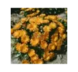 Nechtík lekársky Orange Daisy Nechtík lekársky Orange Daisy