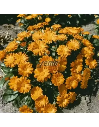 Nechtík lekársky Orange Daisy