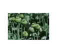 Mak siaty Ráček Orol biely Racio* Mak siaty Ráček Orol biely Racio*