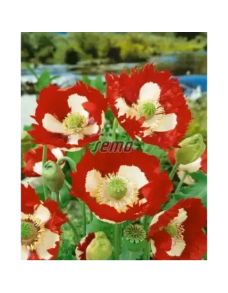 Mak siaty Danish Flag