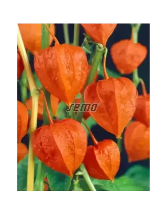 Machovka oranžová čerešňová
