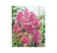 Limonka Rosea