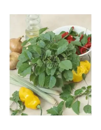 Láskavec Green Leaf Vegetable