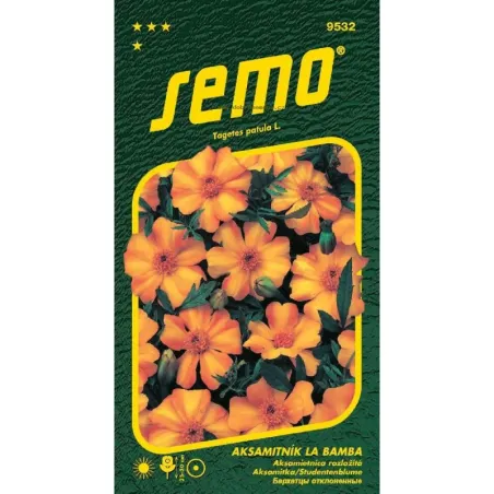 Aksamietnica La Bamba