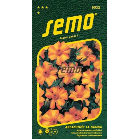 Aksamietnica La Bamba
