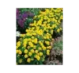 Aksamietnica Lemon Aksamietnica Lemon