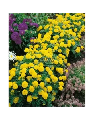 Aksamietnica Lemon