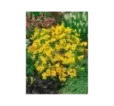 Aksamietnica mexicka