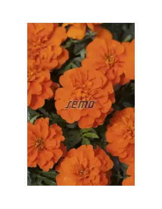 Aksamietnik Bonanza Deep