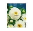 Astra biela Princess Super