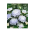 Astra čínska Duchesse silver