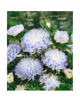 Astra čínska Duchesse silver