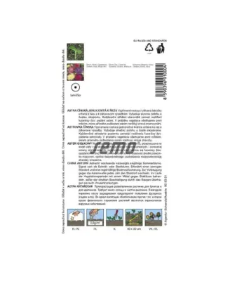 Astra čínska ihlicová Electric zmes