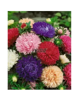 Astra čínska Pivoine