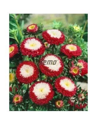 Astra čínska Pompon Red white