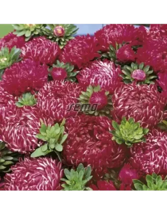 Astra čínska Red Gibon