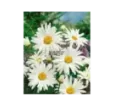 Margaréta Shasta Daisy