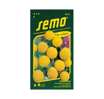 Kraspedia Billy Buttons