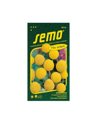 Kraspedia Billy Buttons