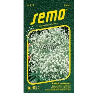 Gypsomilka metlinatá biela