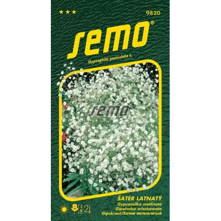 Gypsomilka metlinatá biela