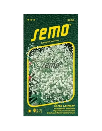 Gypsomilka metlinatá biela