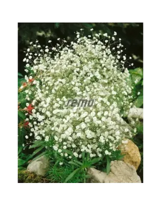 Gypsomilka metlinatá biela