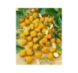 Jahodník mesačný Yellow Wonder
