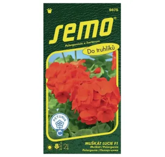 Balónovec veľkokvetý MIX